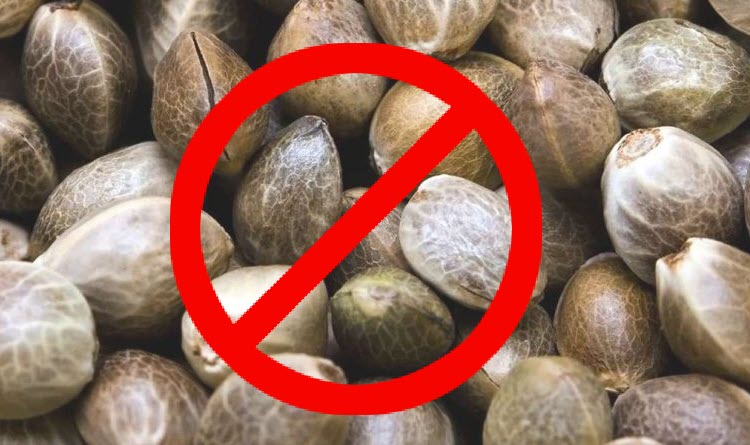 SEEDLESS CANNABIS TRILPOID SEEDS?width=375