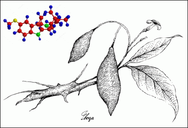 what is ibogaine
