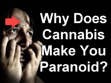 PARANOID ON CANNABIS 