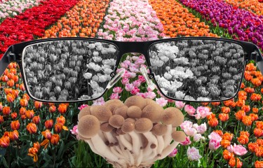 MUSHROOMS FOR COLOR BLINDESS