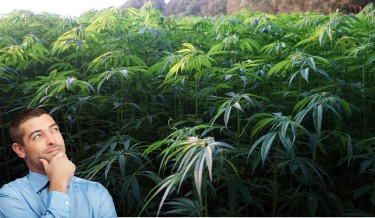 CANNABIS CHANGES IN THAILAND