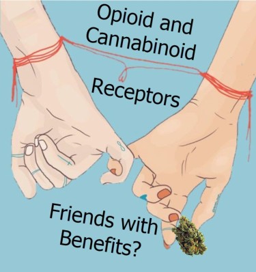 CANNABIS AND OPIOID RECEPTORS