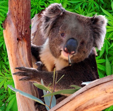 AUSTRAILIA BEGINS SHIPPING MARIJUANA 