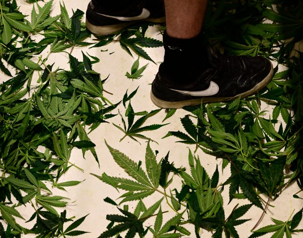 Larger leaves drop to the floor during a de-fanning process at Native Roots Mothership cultivation facility in Denver Friday, June 21, 2024. (Photo by Andy Cross/The Denver Post)