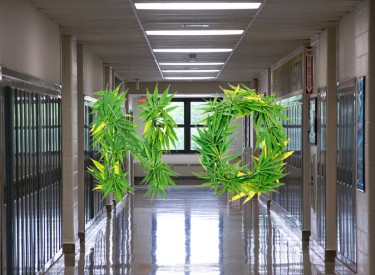 high school cannabis use drops