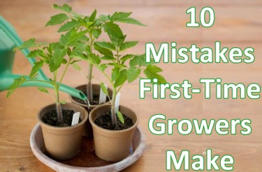 GROW MISTAKES BY BEGINNERS