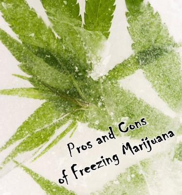 PROS AND CONS OF FREEZING WEED