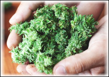 CALIFORNIA HEMP LAWS