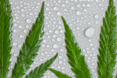 WET CANNABIS IDEAS