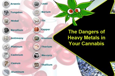 heavy metals found in cannabis