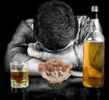 CAN PSYCHEDELICS HELP ALCOHOLICS