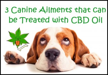 CAN CBD OIL HELP DOGS