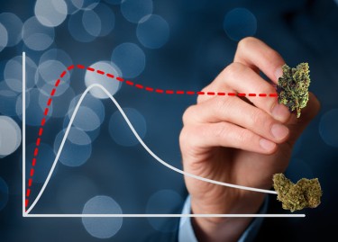 CANNABIS STRAIN LIFE CYCLE