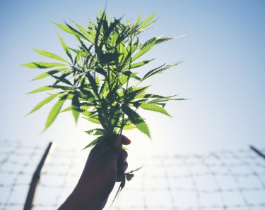 AMERICAN DIES IN BALI PRISION FOR WEED