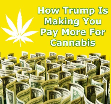TRUMP ON CANNABIS