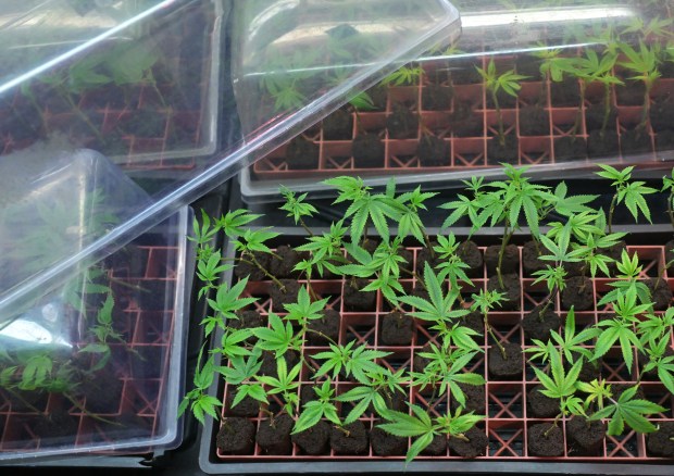 Seedling plants grow at Altitude Organic Medicine's grow house in Colorado Springs, Colorado, on Jan. 13, 2025. (Photo by RJ Sangosti/The Denver Post)