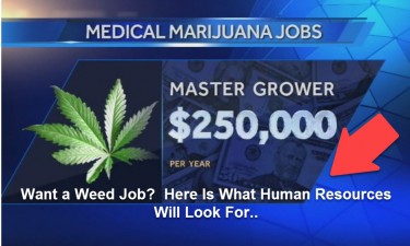 BEST PAYING MARIJUANA JOBS