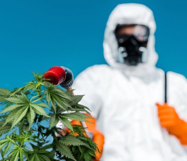 PESTICIDE FREE CANNABIS GROWING