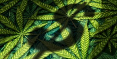 DELTA-8 CANNABIS SALES IN AMERICA