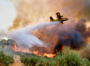 cannabis wild fires