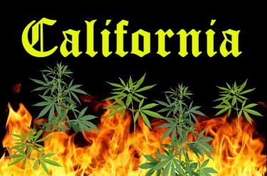 CALIFORNIA WILDFIRES CANNABIS