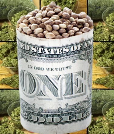 cannabis seeds in the usa
