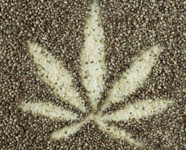good cannabis seed guide