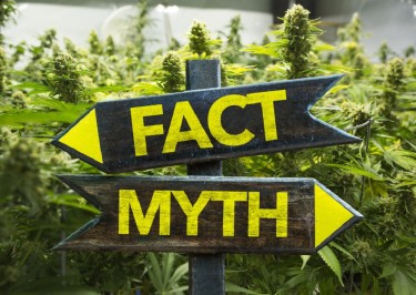 cannabis facts or myths