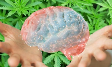 als cannabis research
