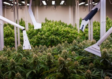 indoor vs outdoor growing