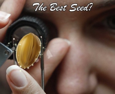 HOW TO PICK GOOD MARIJUANA SEEDS
