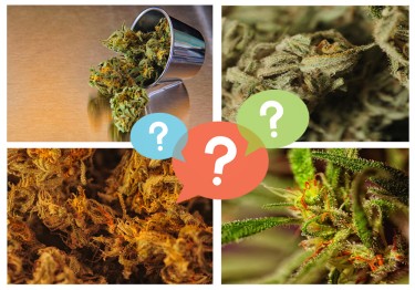 CANNABIS STRAINS CULTIVAR PHENOTYPES