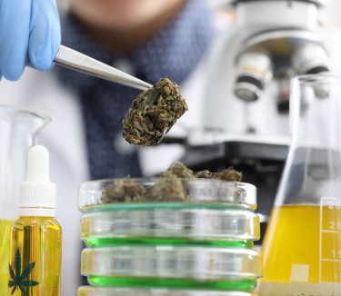 genetic markers and cannabis