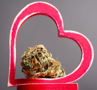 heart damaged by marijuana use