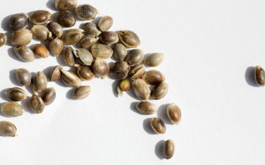 maverick cannabis seeds
