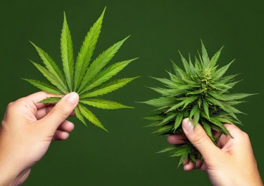 thca flower or real cannabis