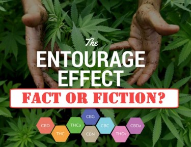 ENTOURAGE CANNABIS EFFECT