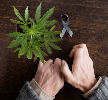 WEED FOR PARKINSONS