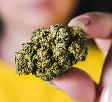 CANNABIELSOXA INFORMATION