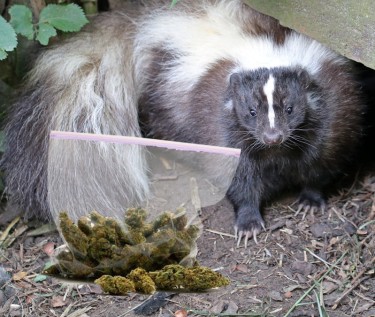WEED SKUNK SMELL