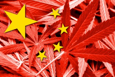 CHINESE RUN CANNABIS FARM
