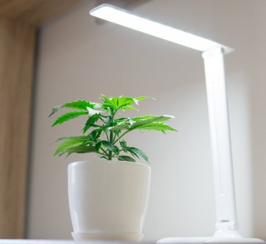 GROWING YOUR OWN MARIJUANA AT HOME
