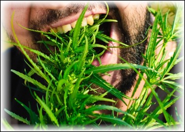 CANNABIS FOR EATING DISORDERS