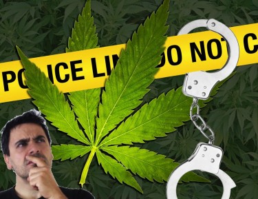 HEMP OR MARIJUANA