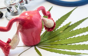 CANNABIS FOR OVULATION AND EGGS IN WOMEN