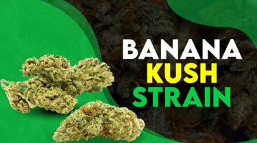 banana kush strain review