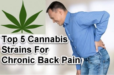 MARIJUANA STRAINS FOR BACK PAIN