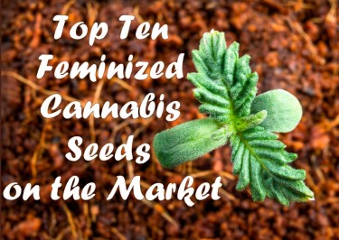 FEMINZIED SEEDS ON THE MARKET