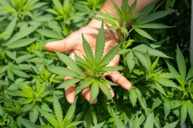 VAPING CBD YES OR NO