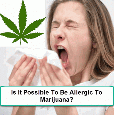 CANNABIS ALLERGIES ARE REAL